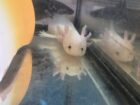 Axolotl Jungtiere