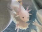 Axolotl Jungtiere