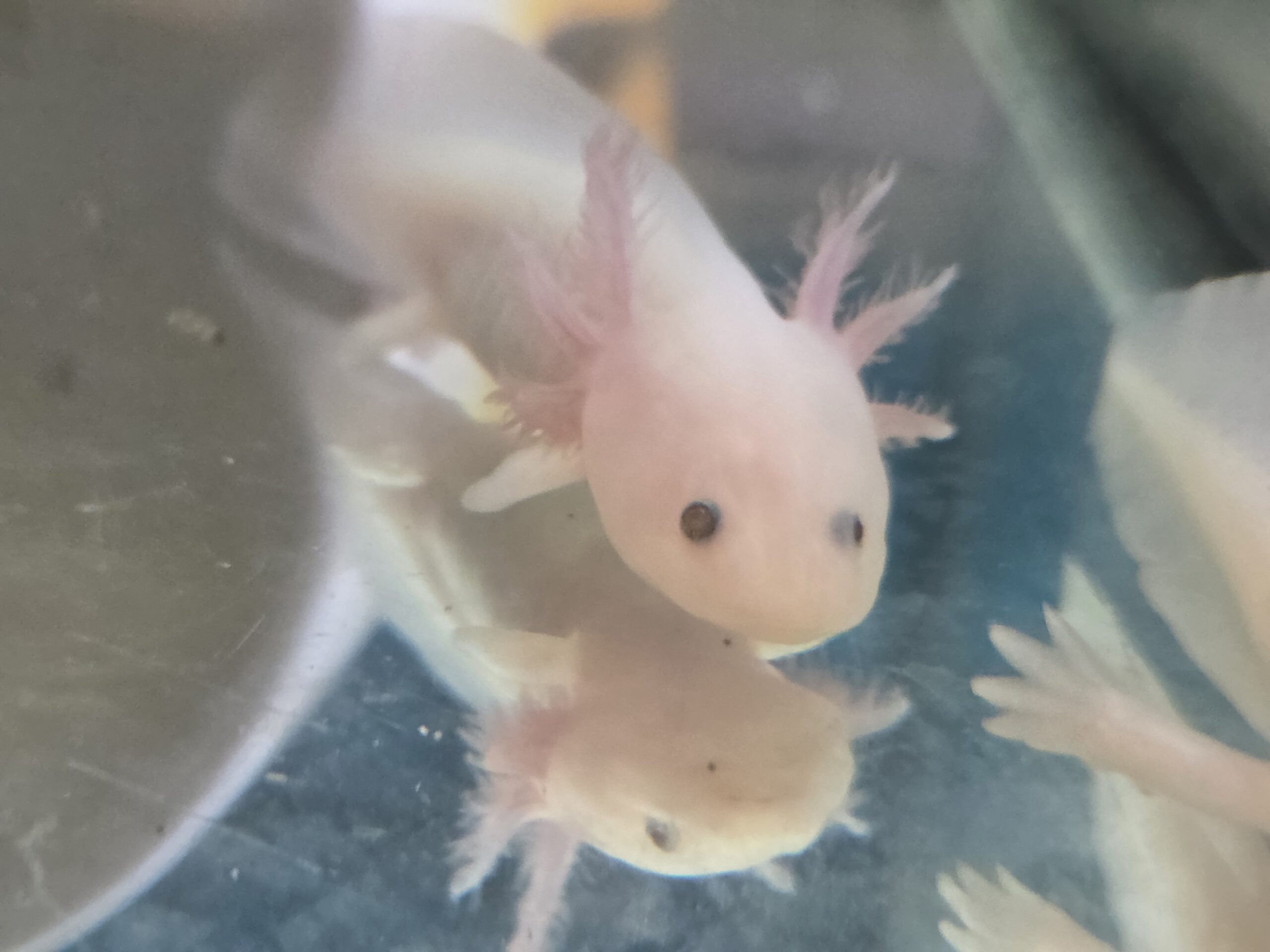 Axolotl Jungtiere