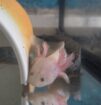 Axolotl Jungtiere