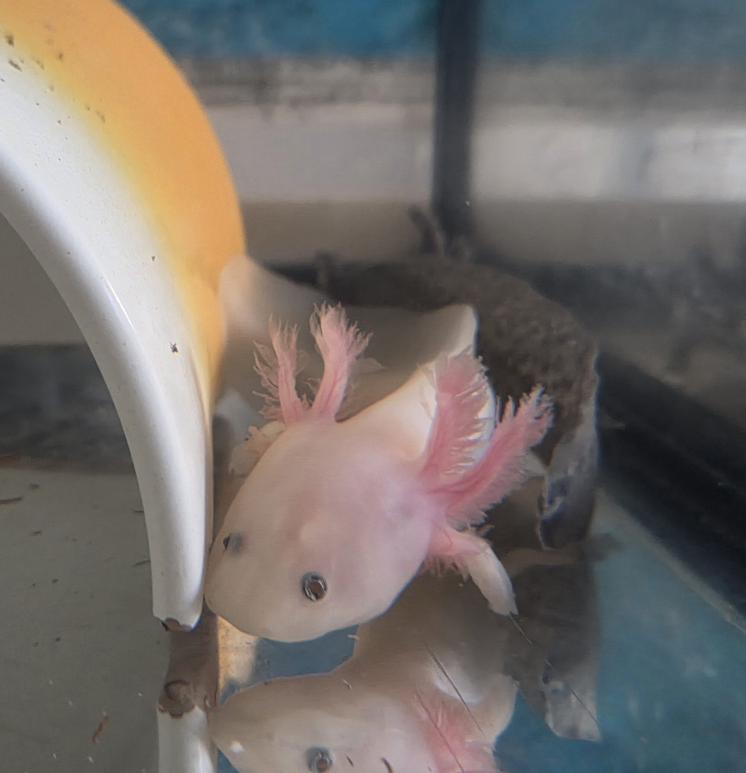 Axolotl Jungtiere