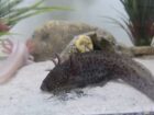 Axolotl Jungtiere BD frei Weißling Wildling Versand