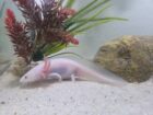 Axolotl Jungtiere BD frei Weißling Wildling Versand