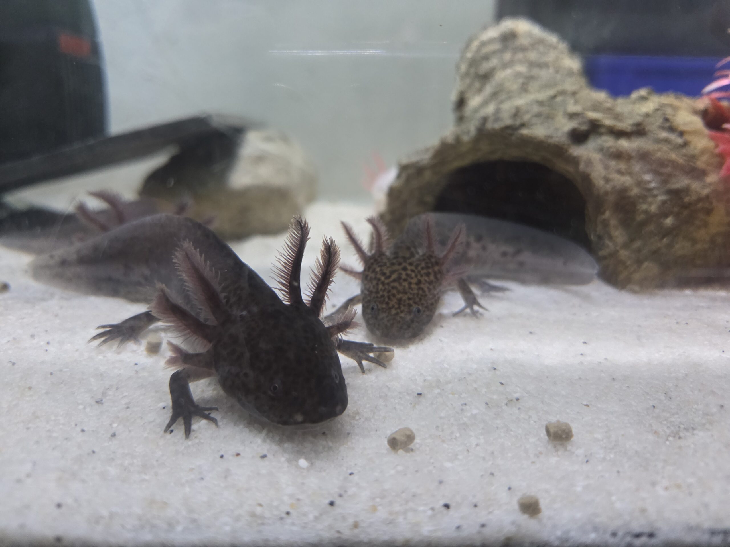 Axolotl Jungtiere BD frei Weißling Wildling Versand