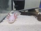 Axolotl Jungtiere BD frei Weißling Wildling Versand
