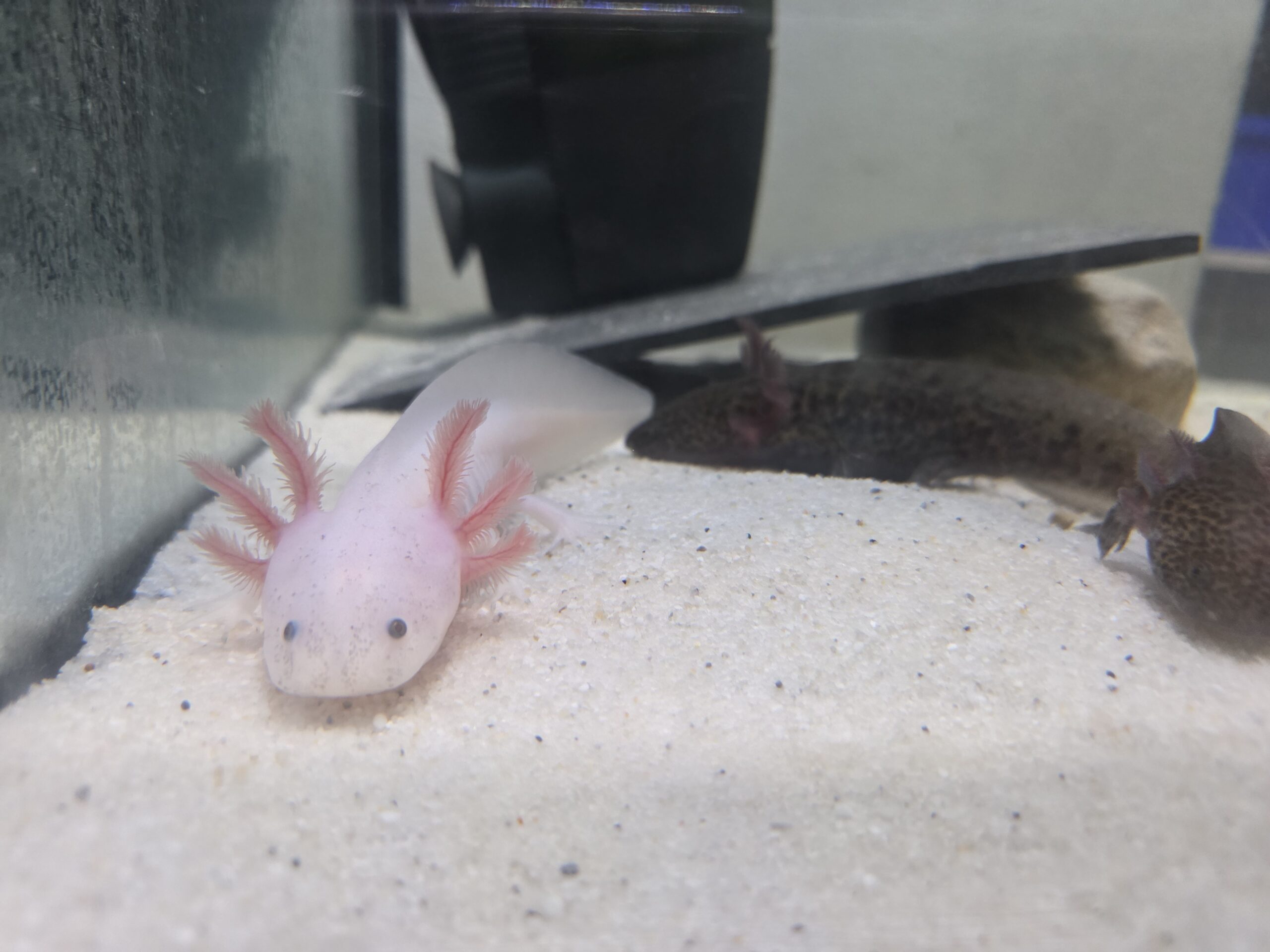 Axolotl Jungtiere BD frei Weißling Wildling Versand