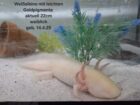 Axolotl Jungtiere BD frei Weißling Wildling Versand
