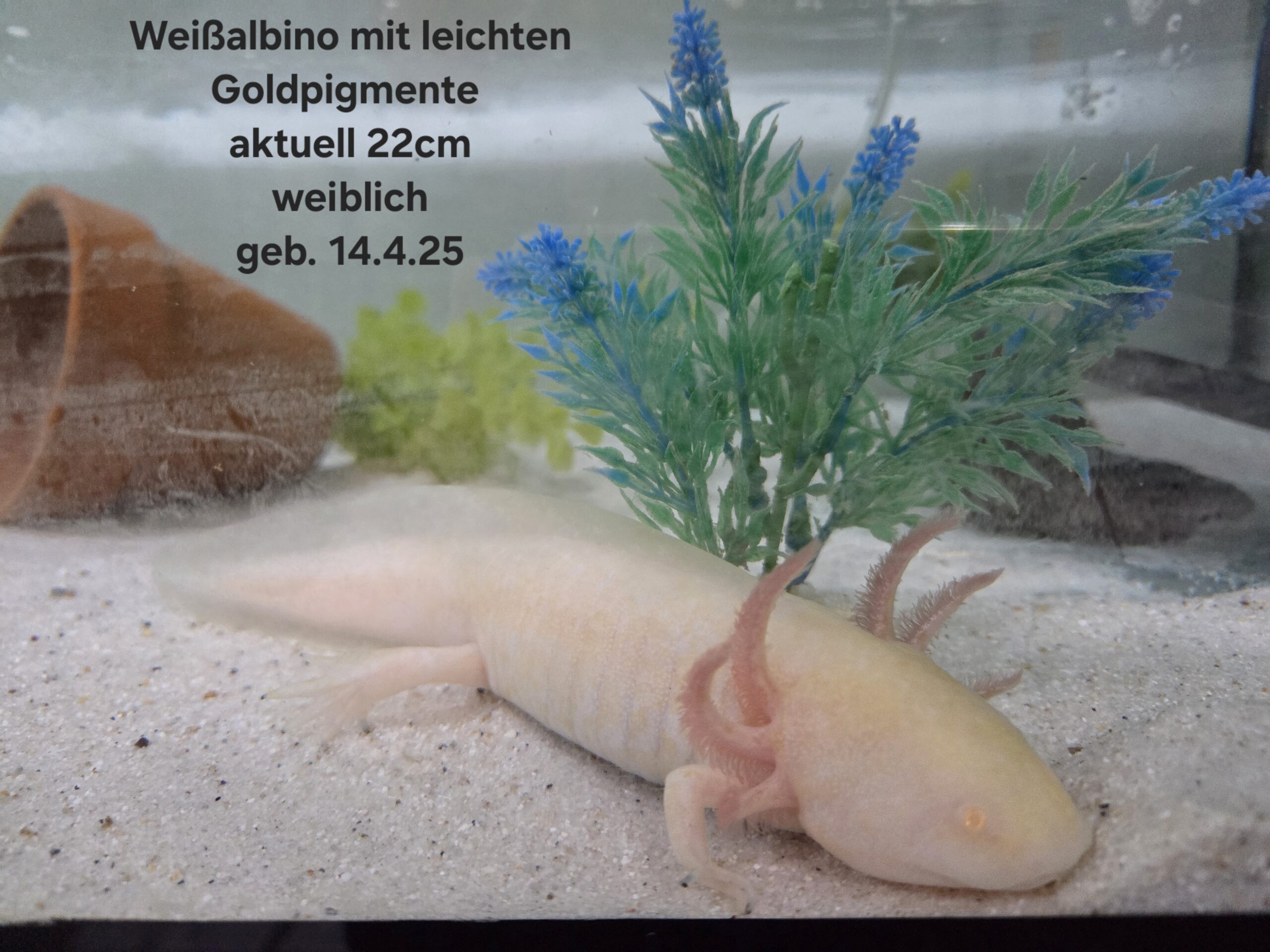 Axolotl Jungtiere BD frei Weißling Wildling Versand