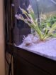 Komplettset Axolotl Aquarium
