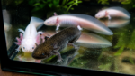 Axolotl aus eigener Nachzucht abzugeben (Frühjahr 2025)