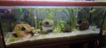 2 Axolotl inkl. Aquarium und Zubehör