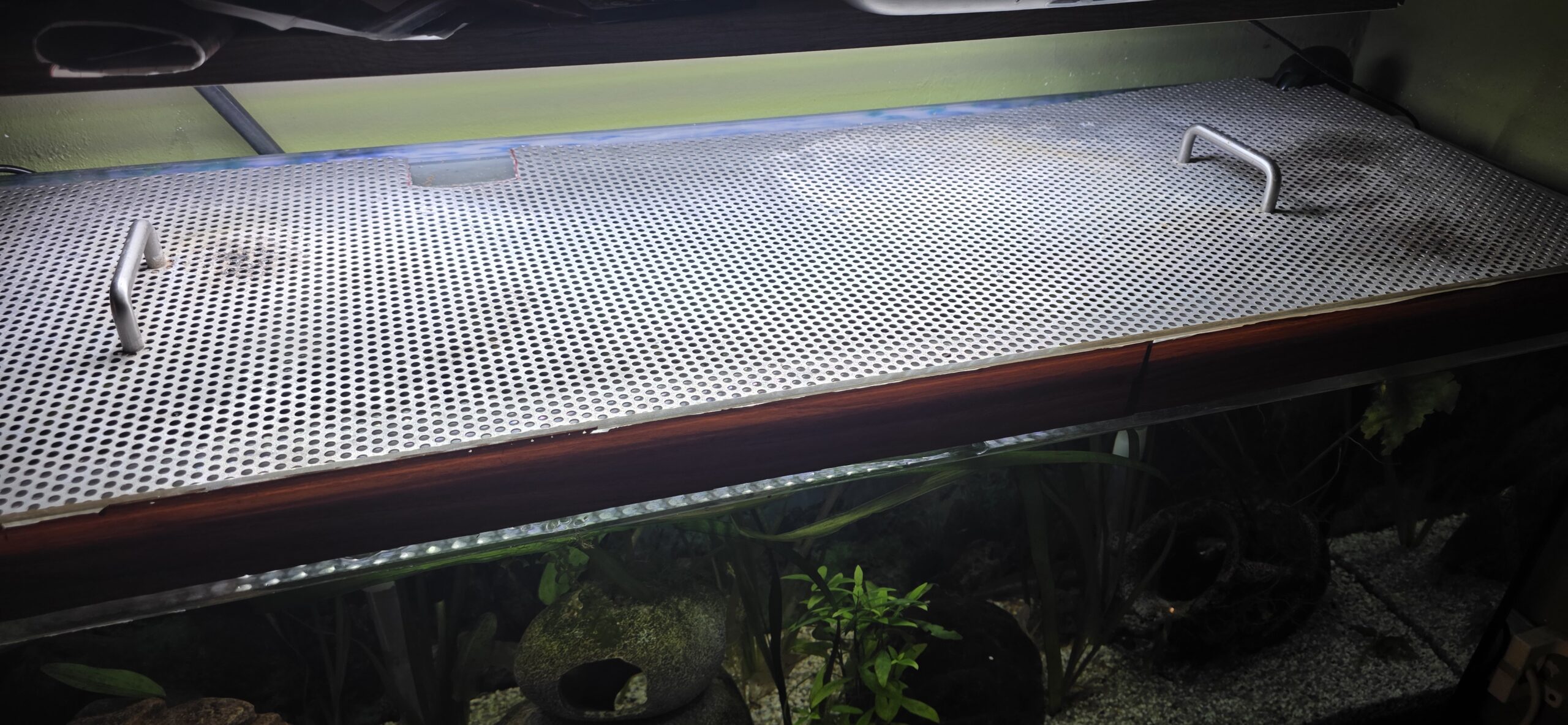 2 Axolotl inkl. Aquarium und Zubehör