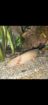 2 Axolotl inkl. Aquarium und Zubehör