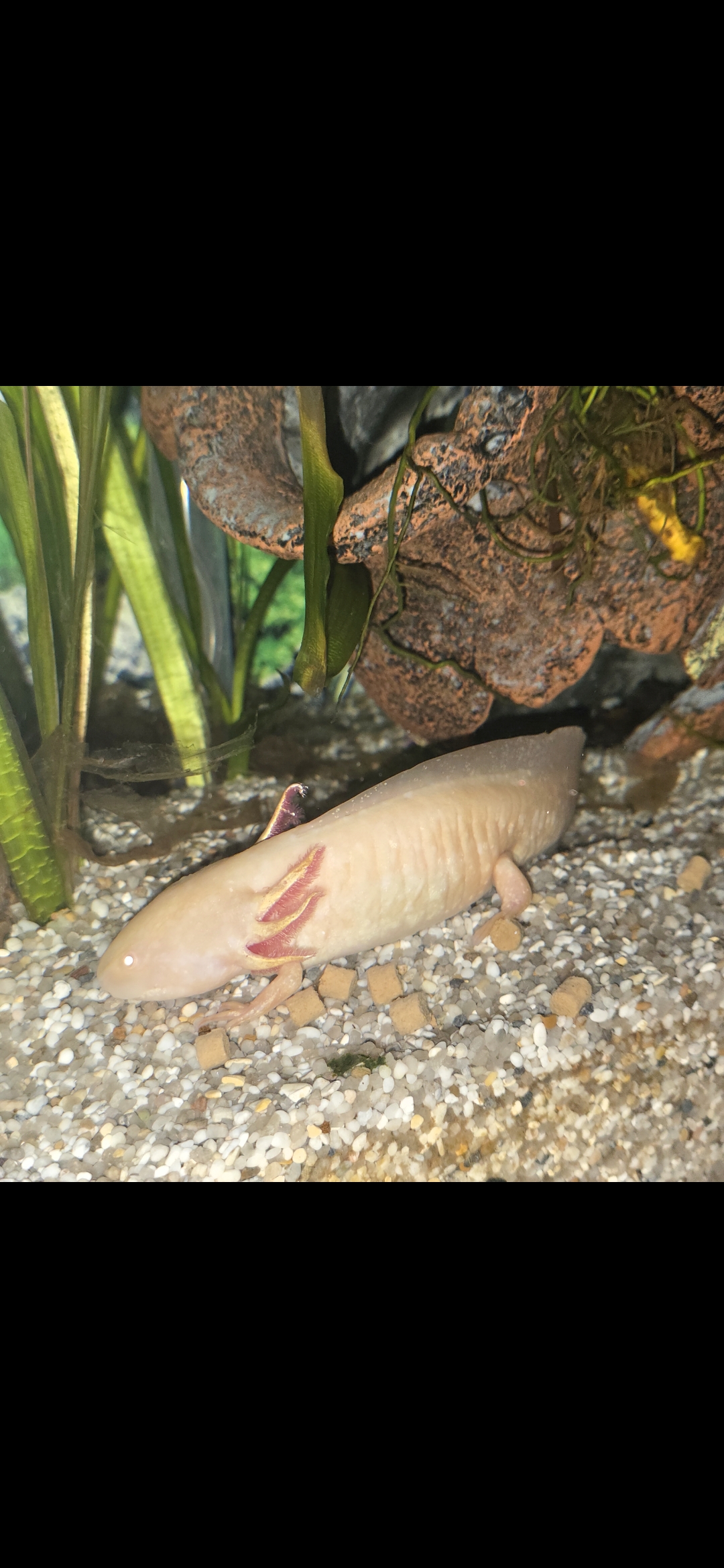 2 Axolotl inkl. Aquarium und Zubehör