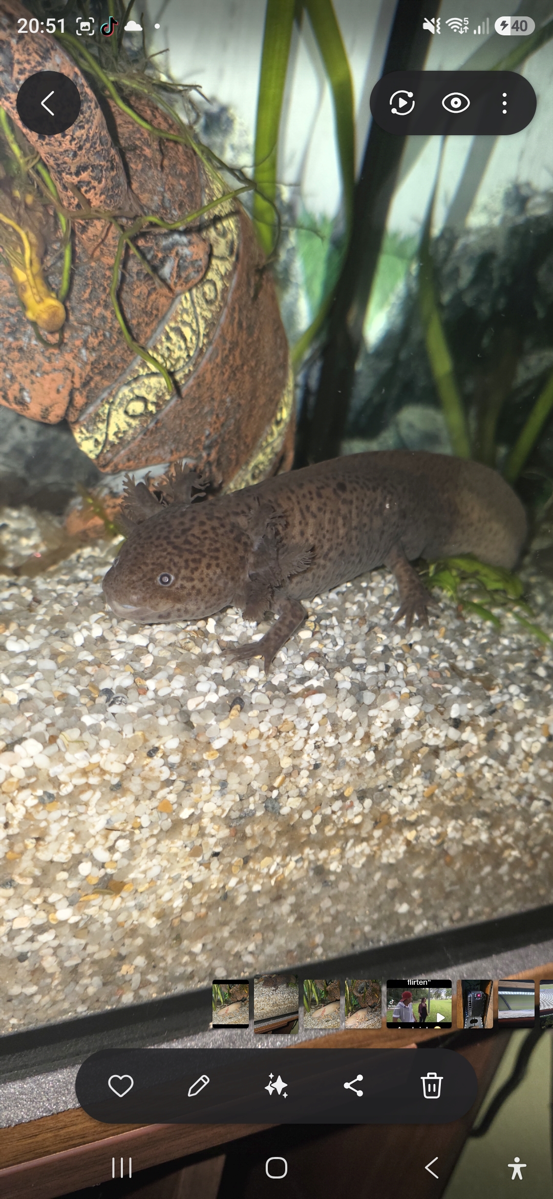 2 Axolotl inkl. Aquarium und Zubehör