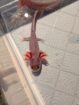 Extra-Harlekin-Axolotl in NRW