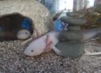 2 Axolotl Weißlinge geb. 14.2.26