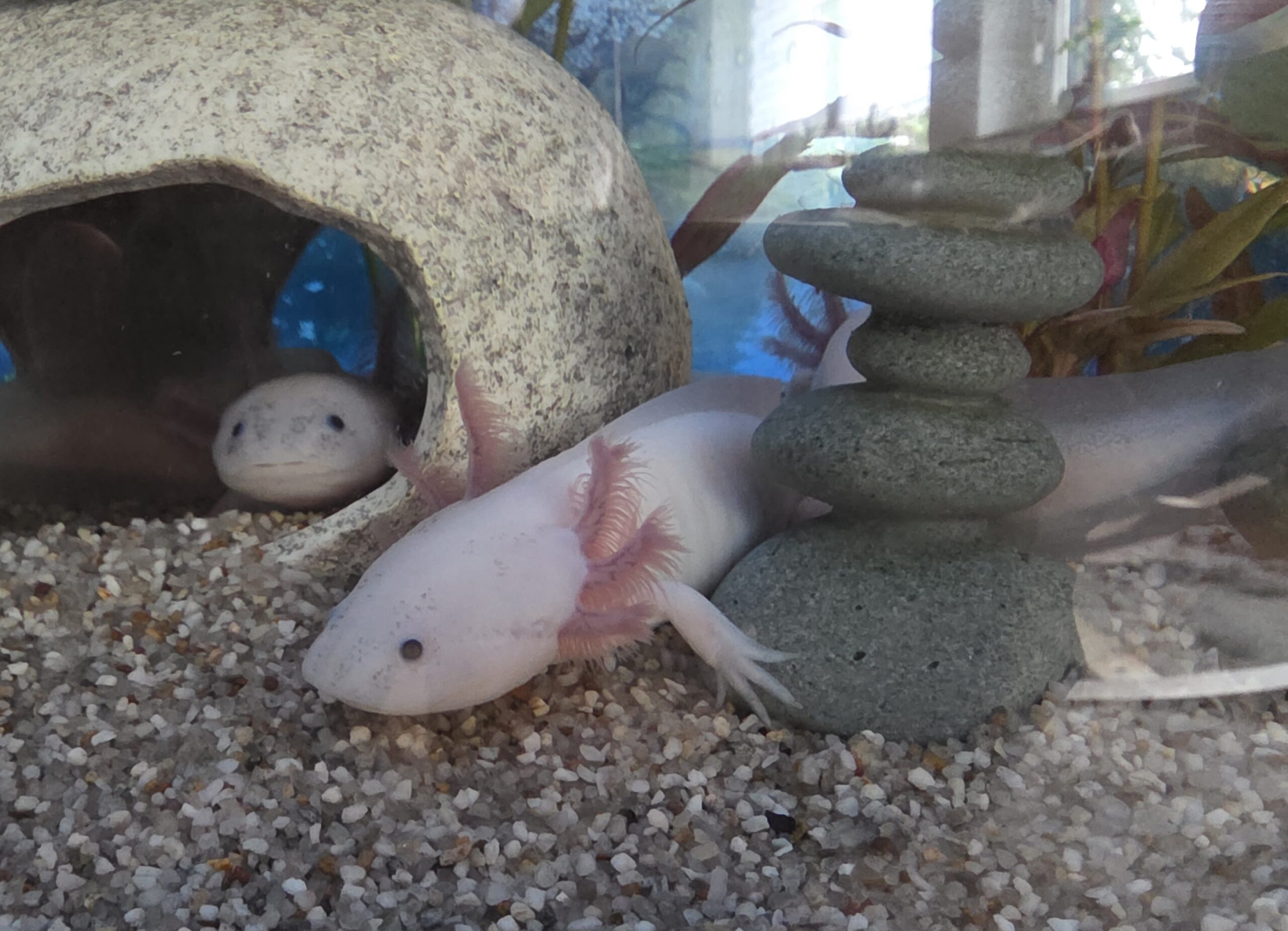 2 Axolotl Weißlinge geb. 14.2.26