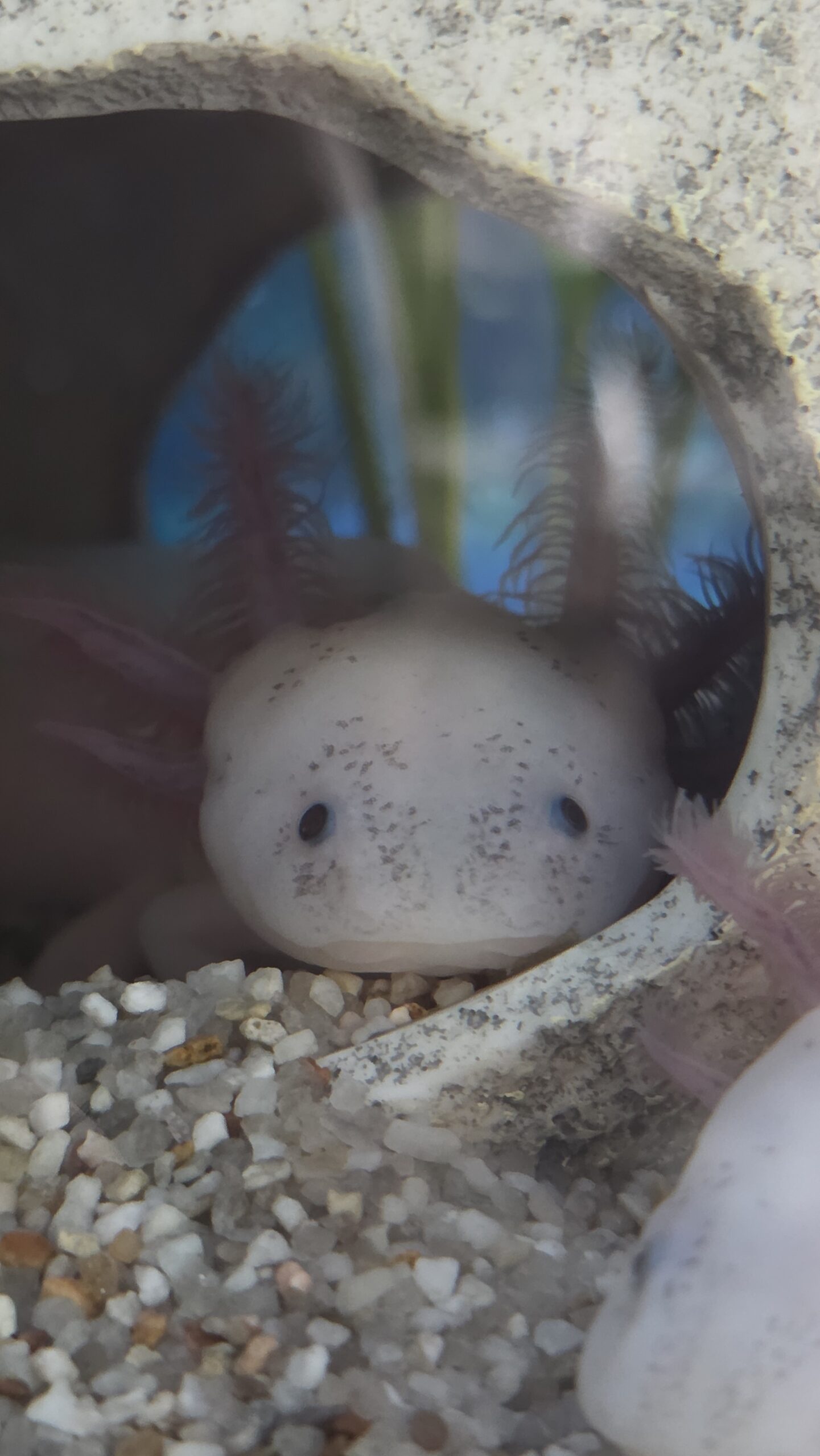 2 Axolotl Weißlinge geb. 14.2.26