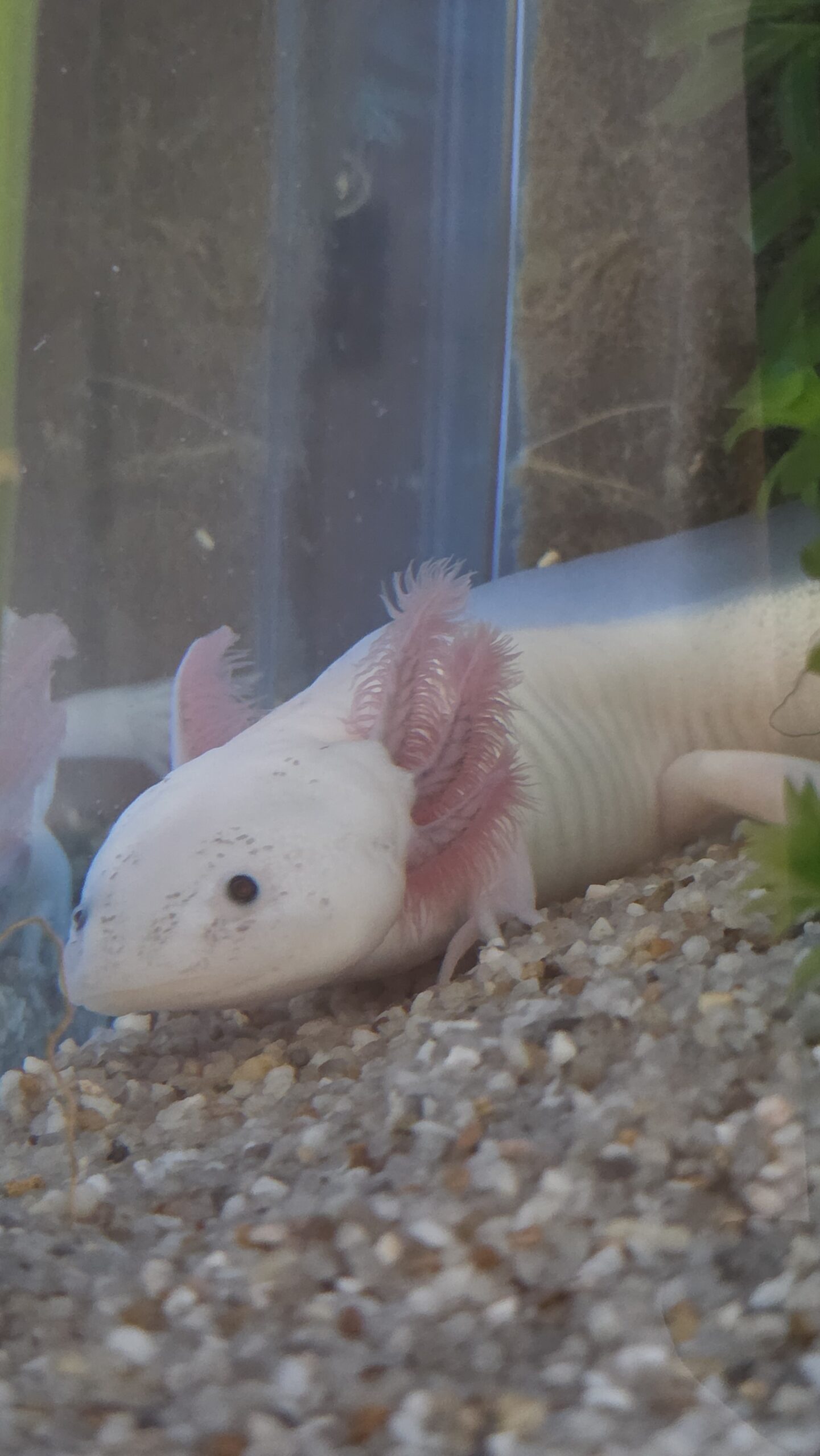 2 Axolotl Weißlinge geb. 14.2.26