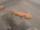 Axolotl aus eigener Nachzucht abzugeben