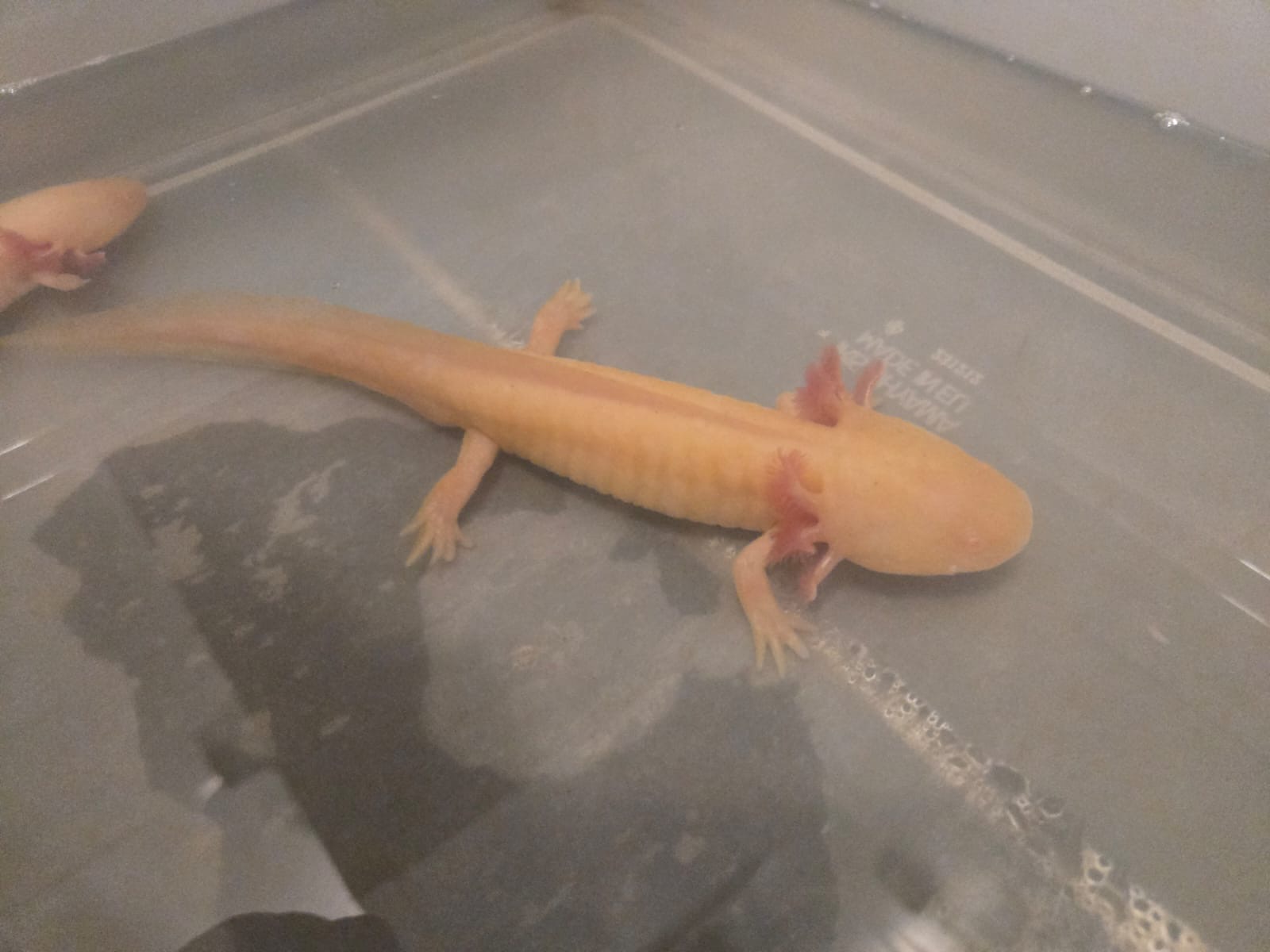 Axolotl aus eigener Nachzucht abzugeben