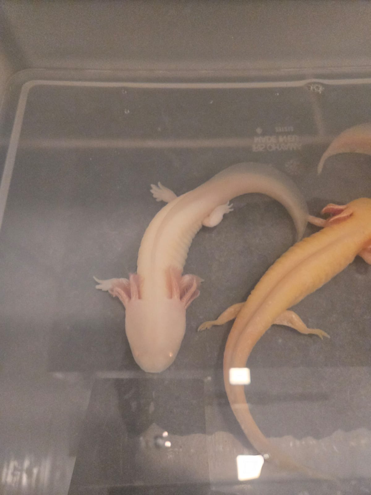 Axolotl aus eigener Nachzucht abzugeben