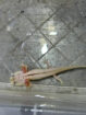 Harlekin/Gold Axolotl Jungtiere