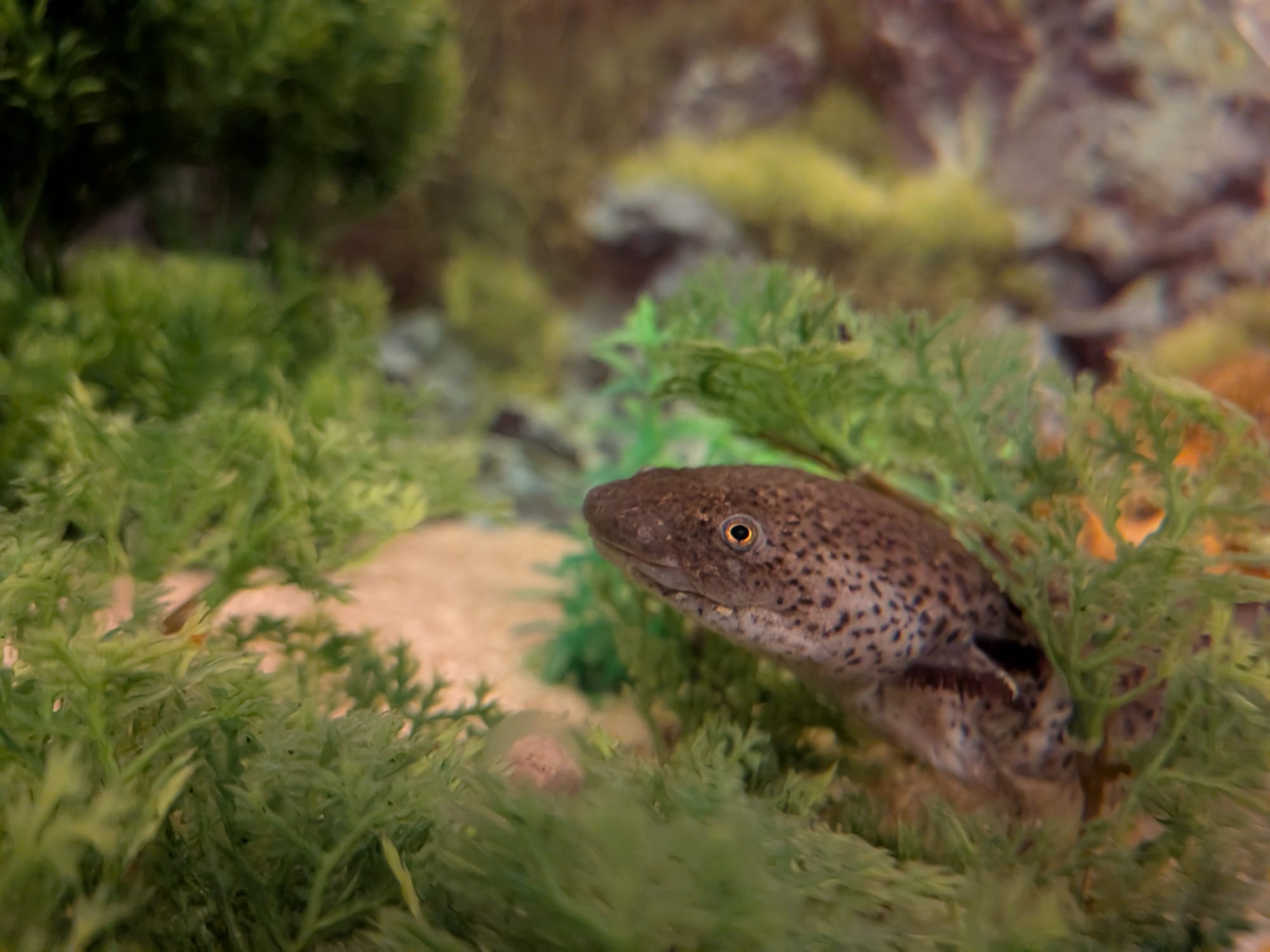 Becken abzugeben/2 Adulte Axolotl