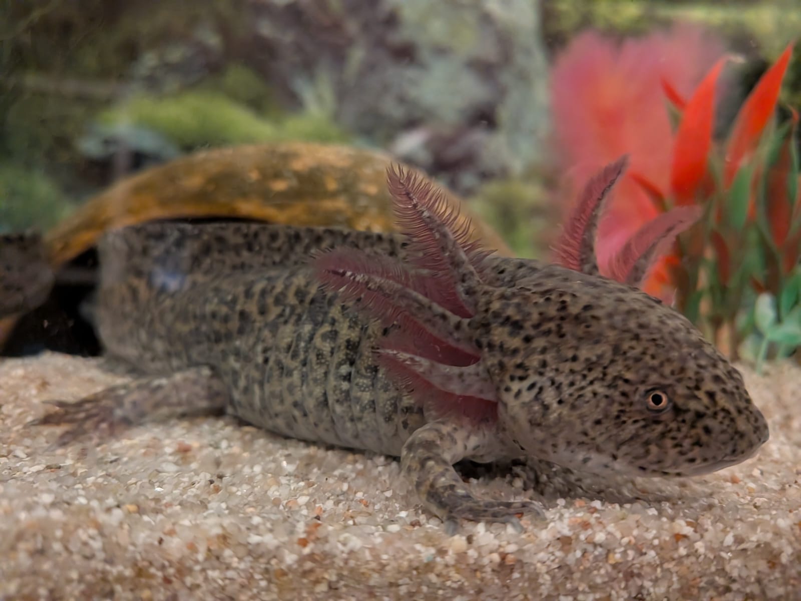 Becken abzugeben/2 Adulte Axolotl