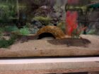 Becken abzugeben/2 Adulte Axolotl