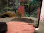 Becken abzugeben/2 Adulte Axolotl