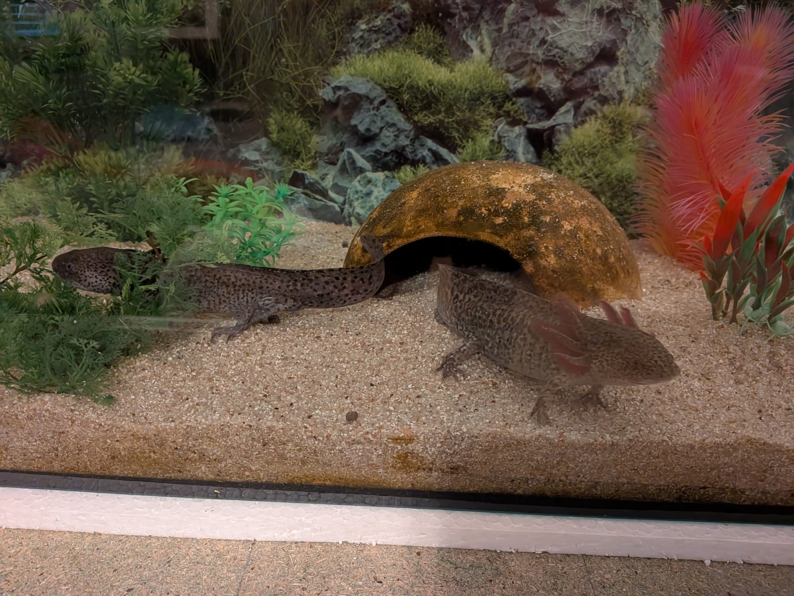 Becken abzugeben/2 Adulte Axolotl