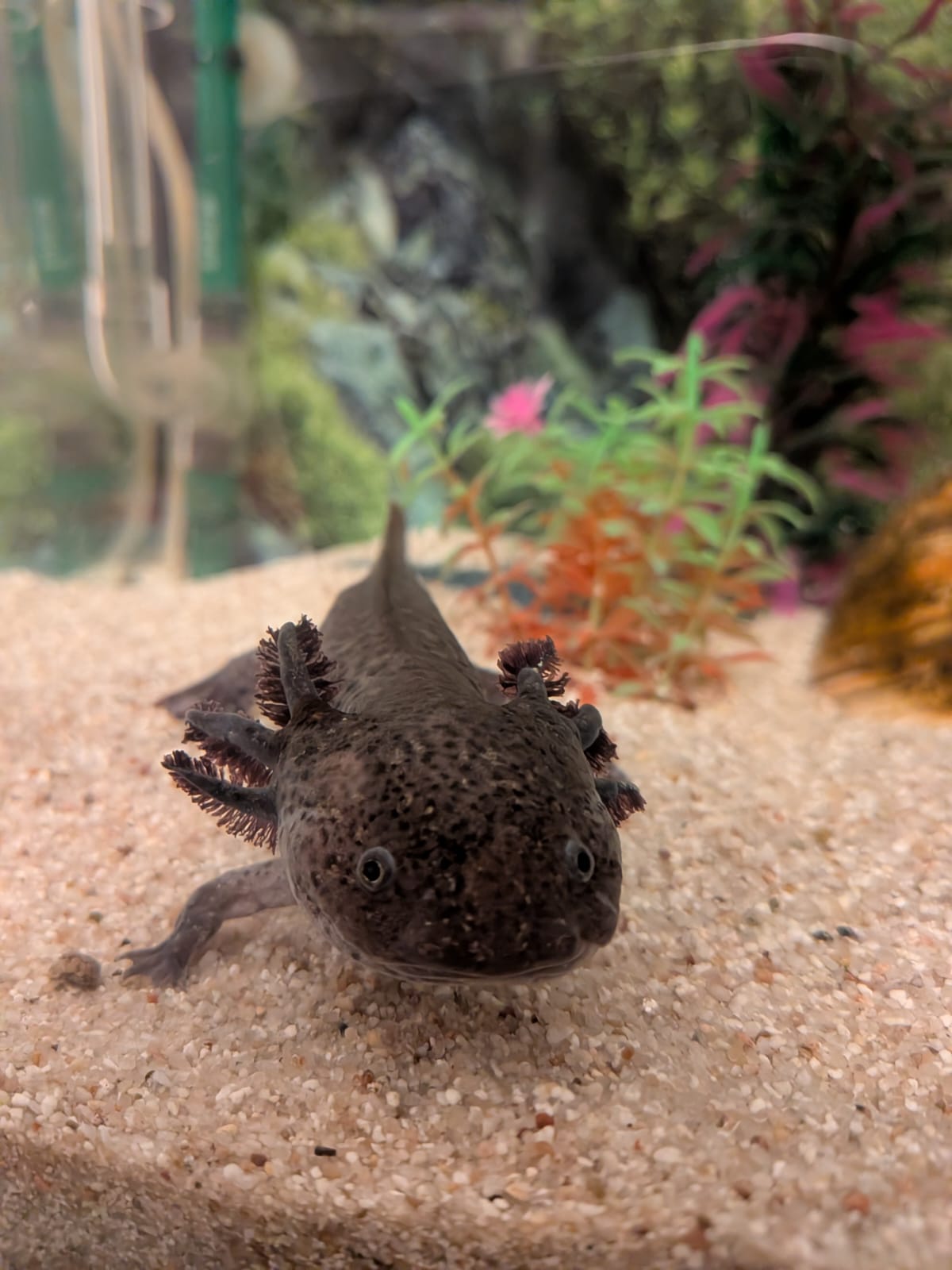 Becken abzugeben/2 Adulte Axolotl