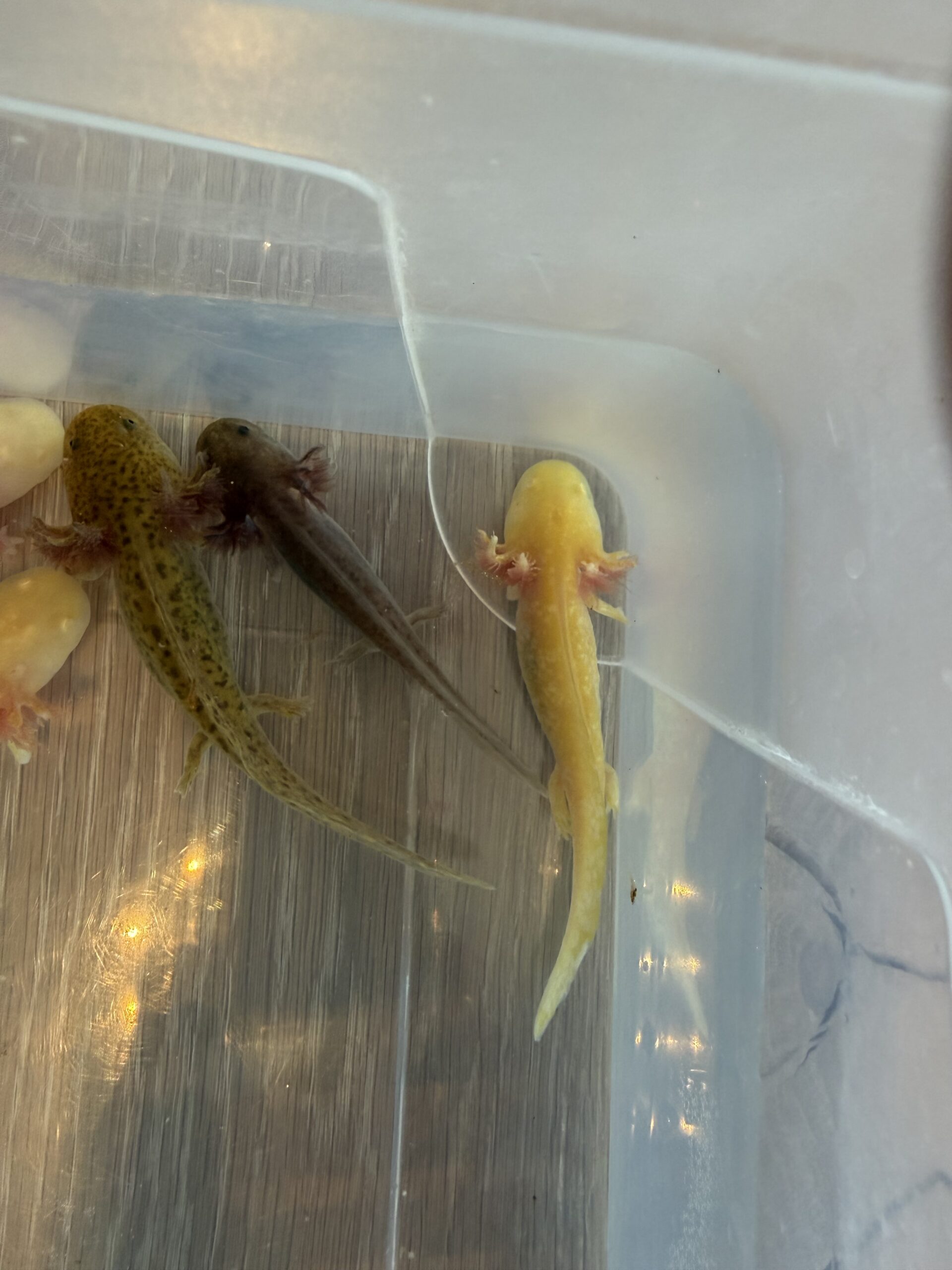 Axolotl Jungtiere