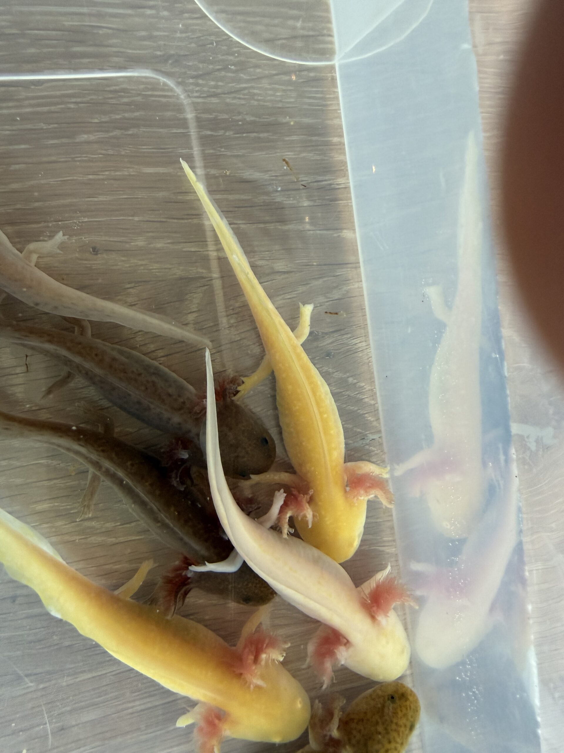 Axolotl Jungtiere