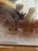 Axolotl Jungtiere