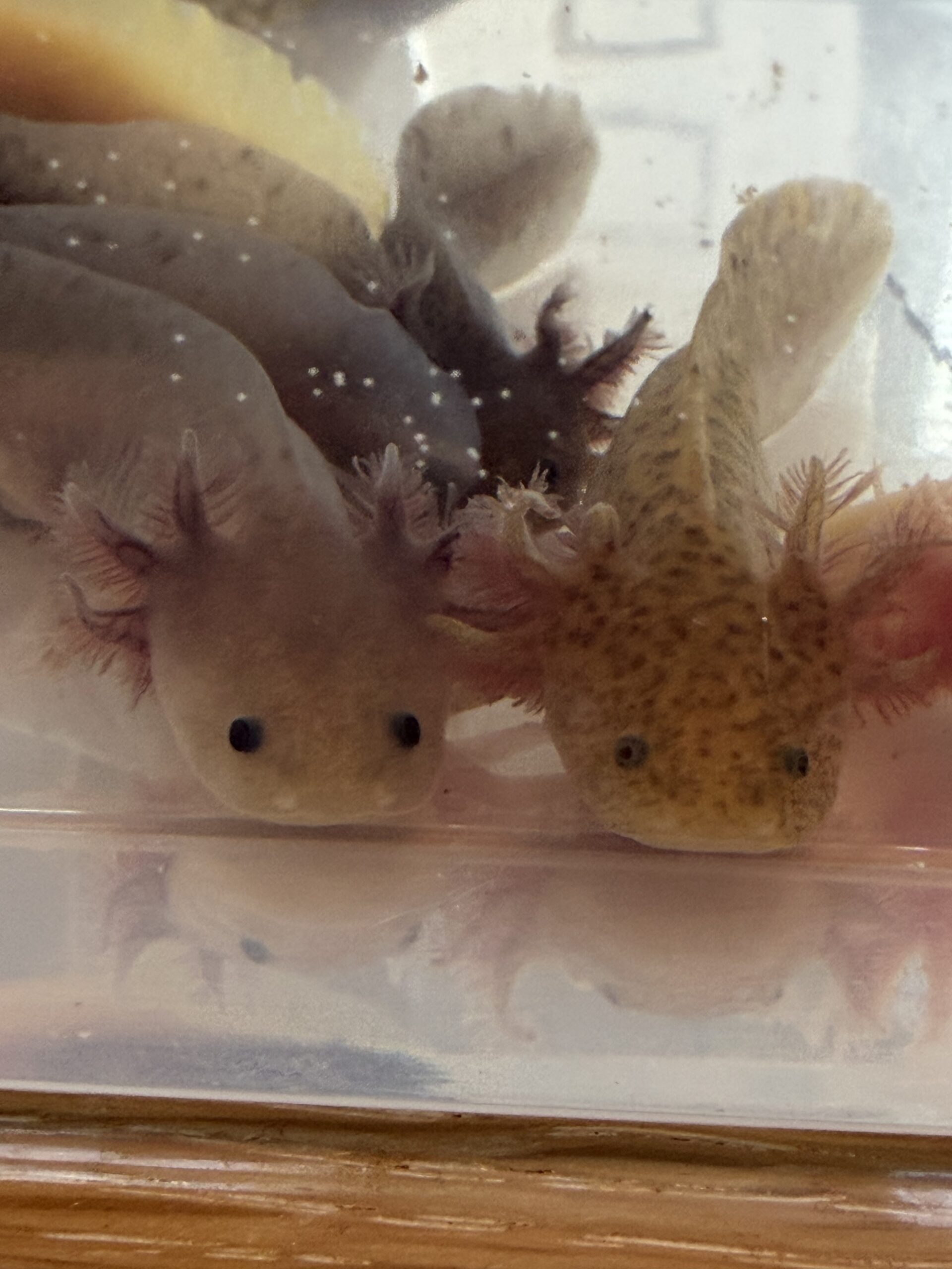 Axolotl Jungtiere