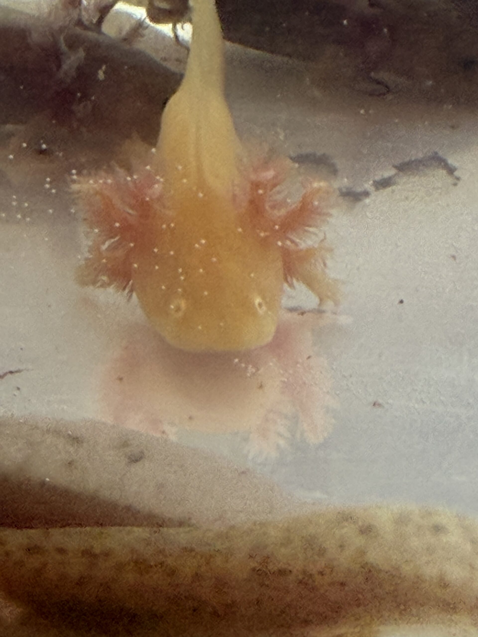 Axolotl Jungtiere