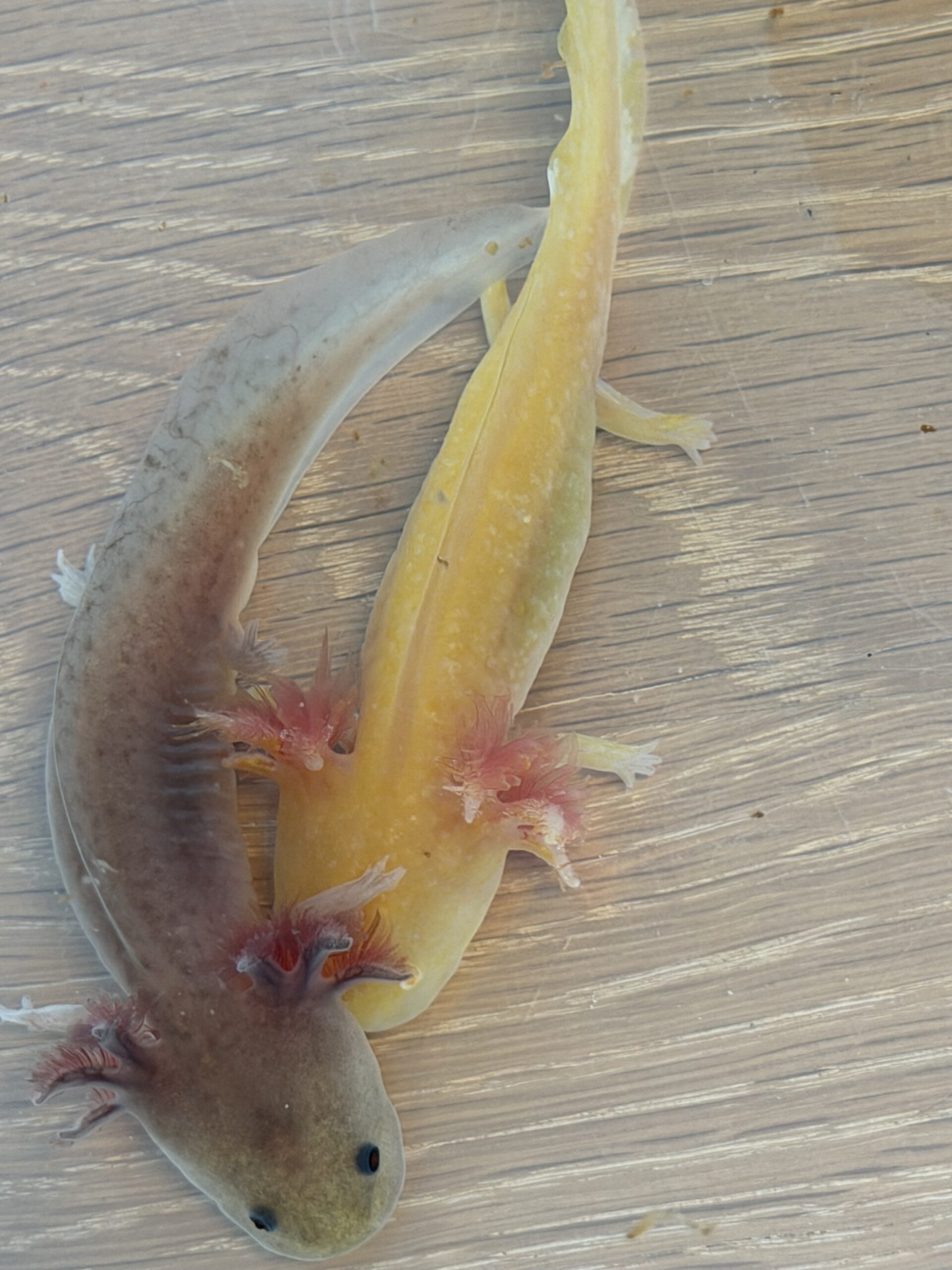 Axolotl Jungtiere