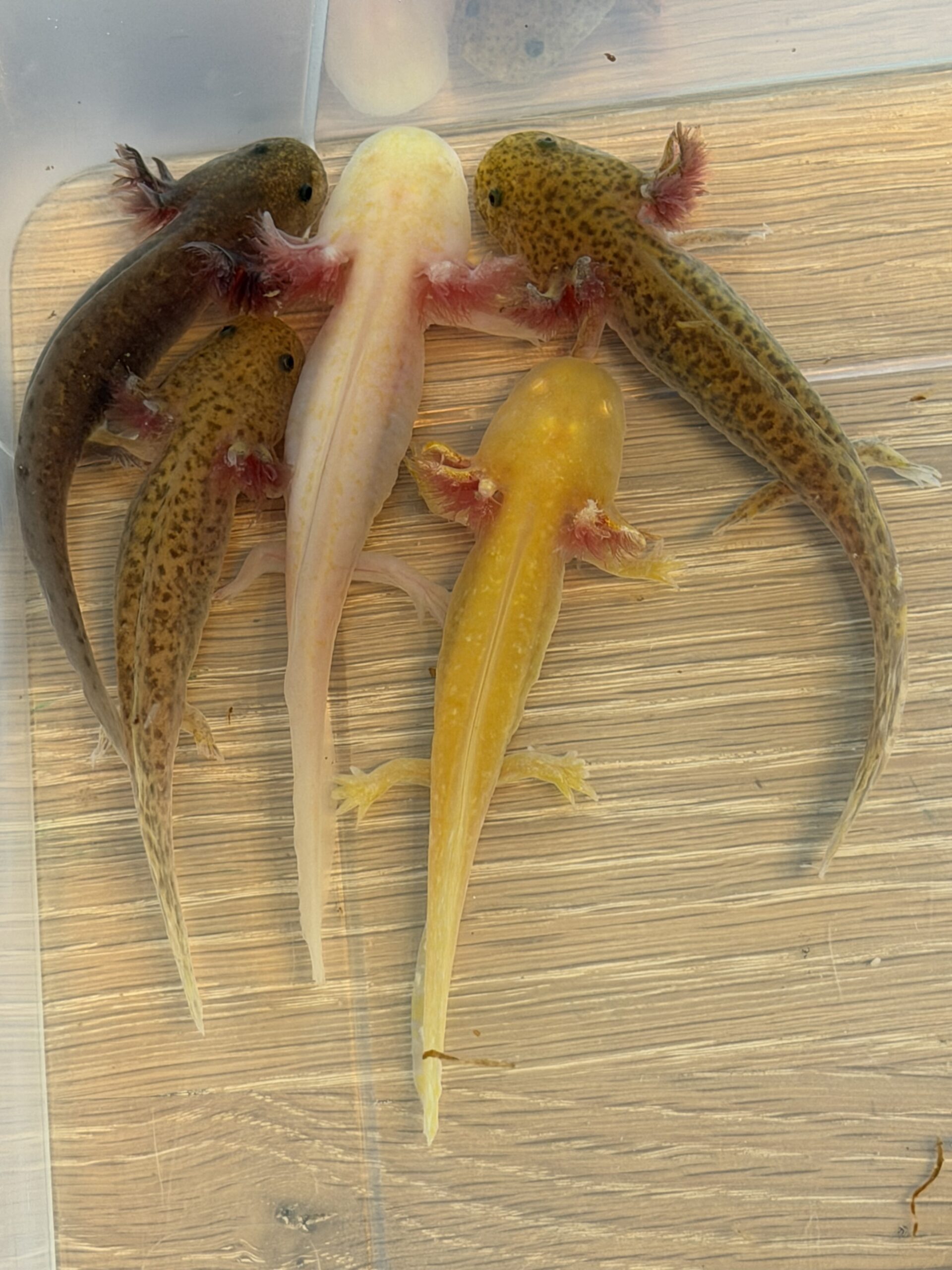 Axolotl Jungtiere