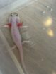 Junge Axolotl ca. 12 cm – Nachzuchten aus Dezember 2025 – 10 €