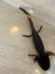 Junge Axolotl ca. 12 cm – Nachzuchten aus Dezember 2025 – 10 €