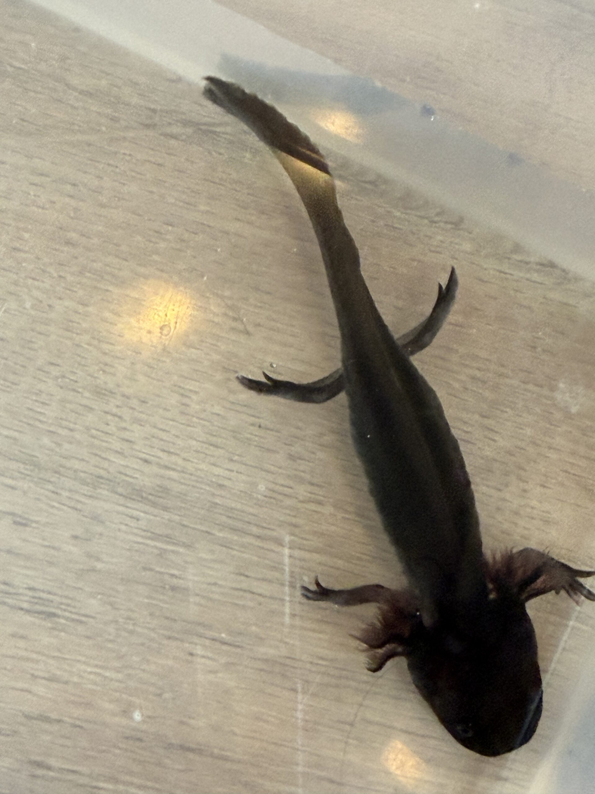 Junge Axolotl ca. 12 cm – Nachzuchten aus Dezember 2025 – 10 €