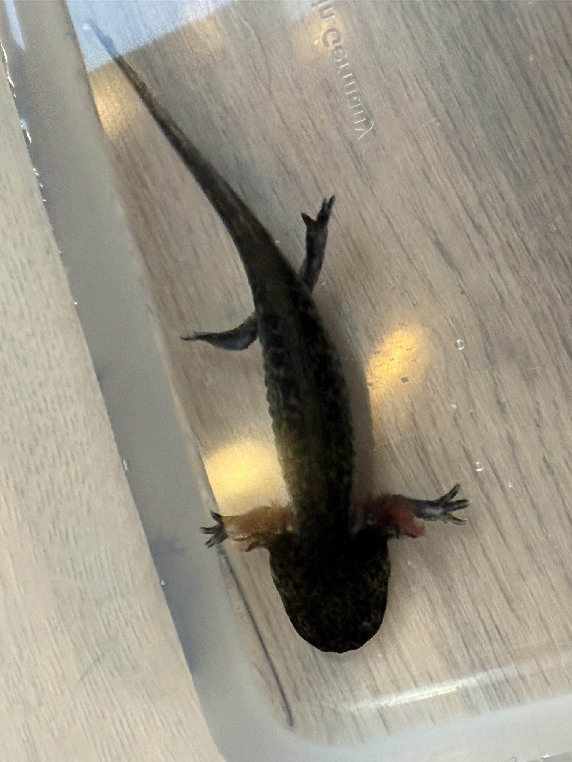 Junge Axolotl ca. 12 cm – Nachzuchten aus Dezember 2025 – 10 €