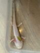 Junge Axolotl ca. 12 cm – Nachzuchten aus Dezember 2025 – 10 €