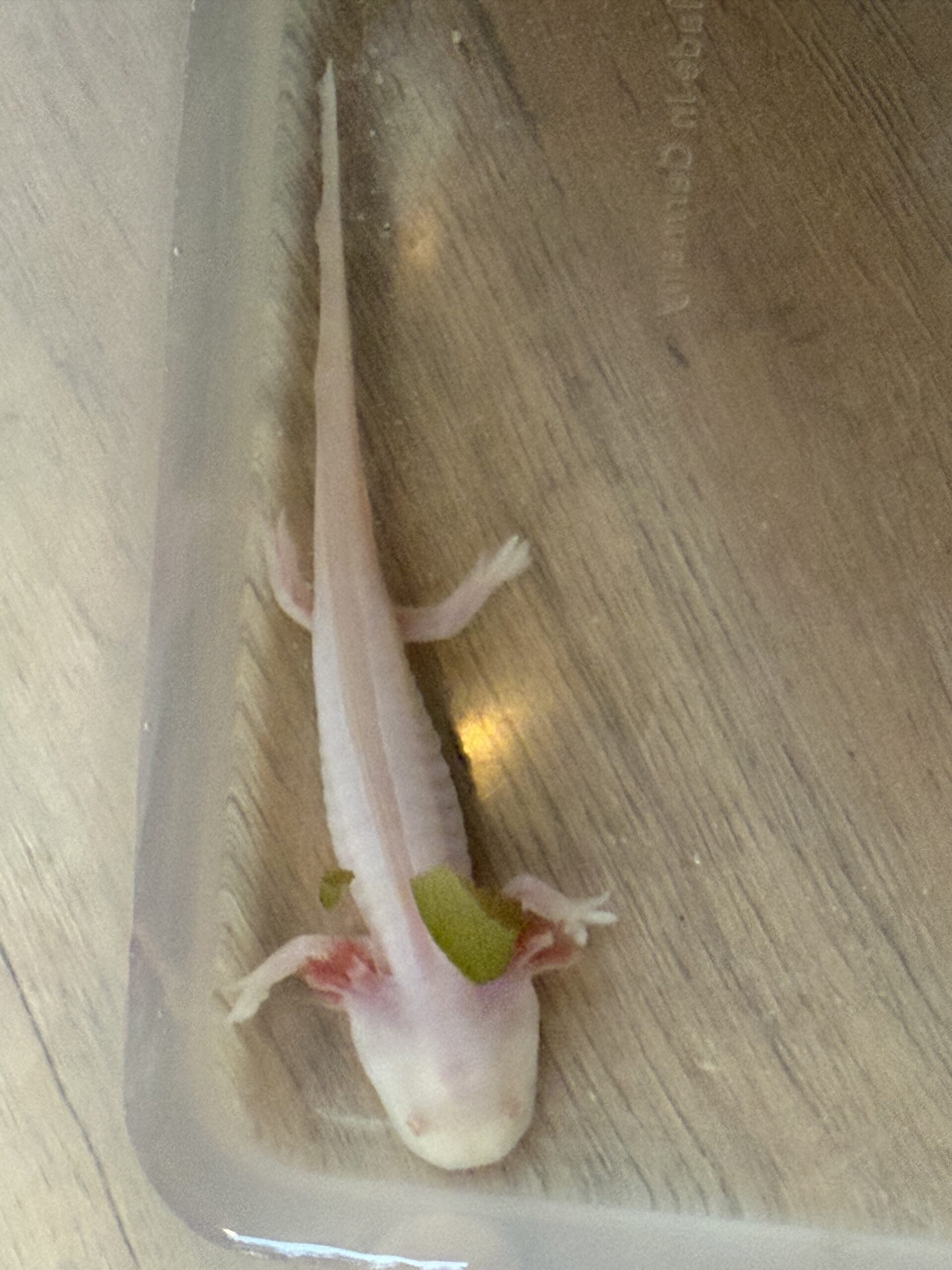 Junge Axolotl ca. 12 cm – Nachzuchten aus Dezember 2025 – 10 €