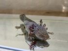 Axolotl Nachzuchten