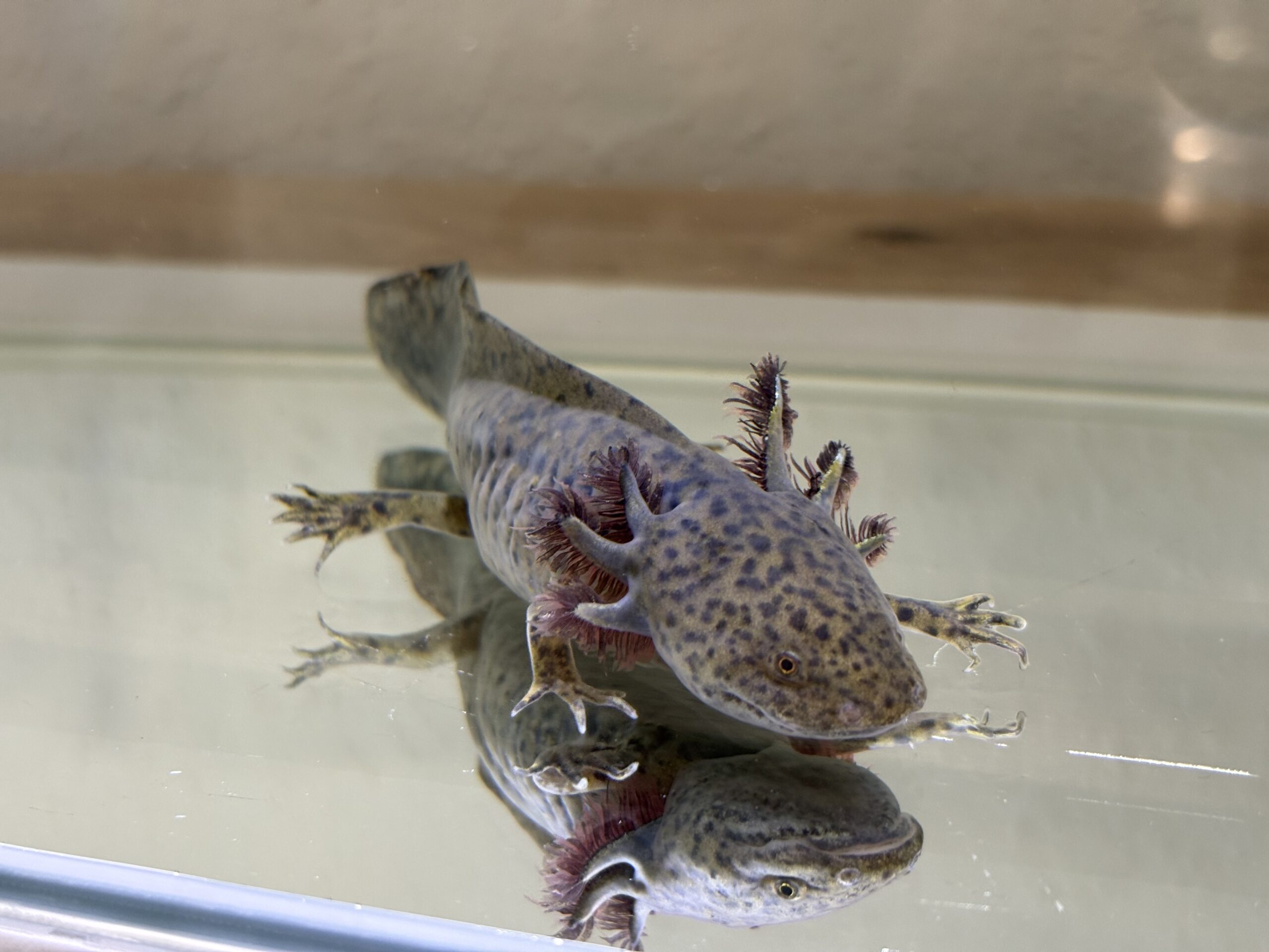 Axolotl Nachzuchten