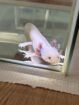 Axolotl Nachzuchten